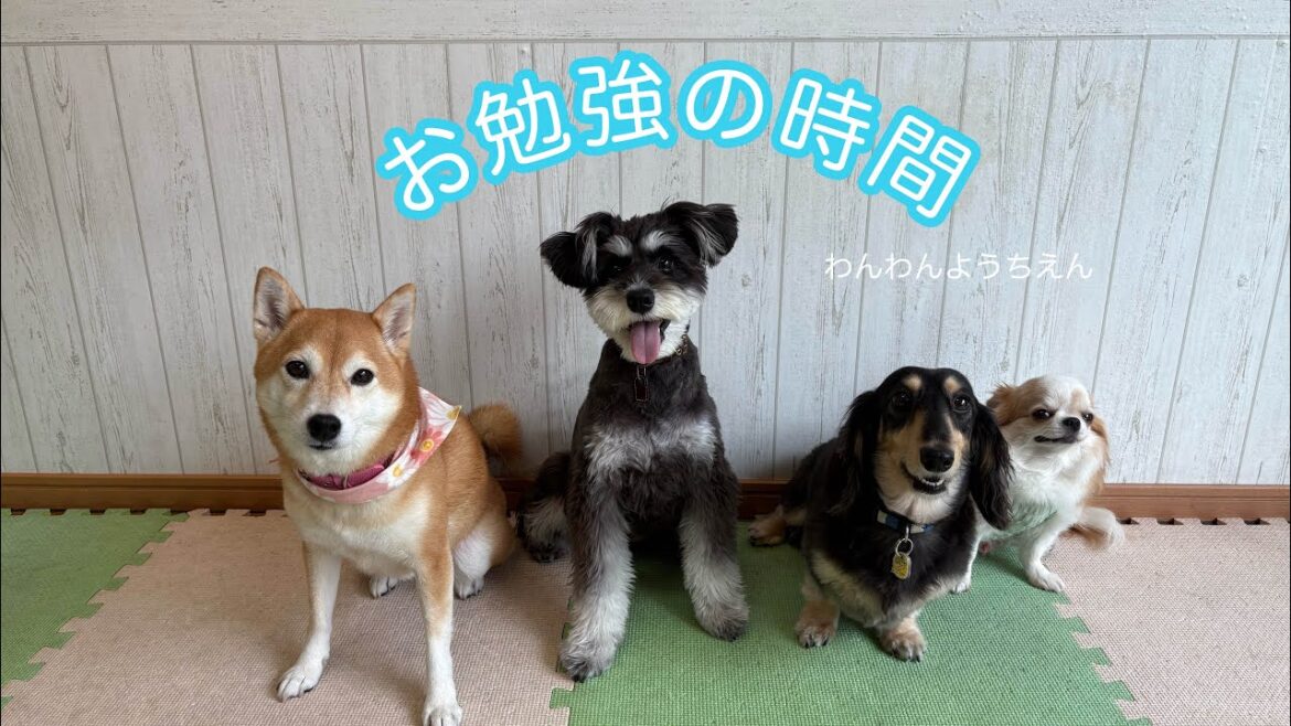 【犬の幼稚園】ハウスって言われたらクレートにイン❗️