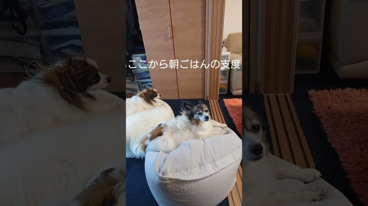 ごはん待ちでくつろぐ犬達 #愛犬 #犬のいる生活 #パピヨン