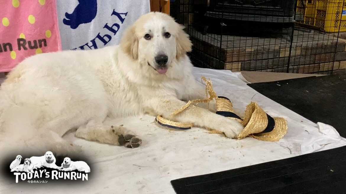 お父さんの麦わら帽子をただの麦わらにしてやったリリーです　Great Pyrenees　グレートピレニーズ