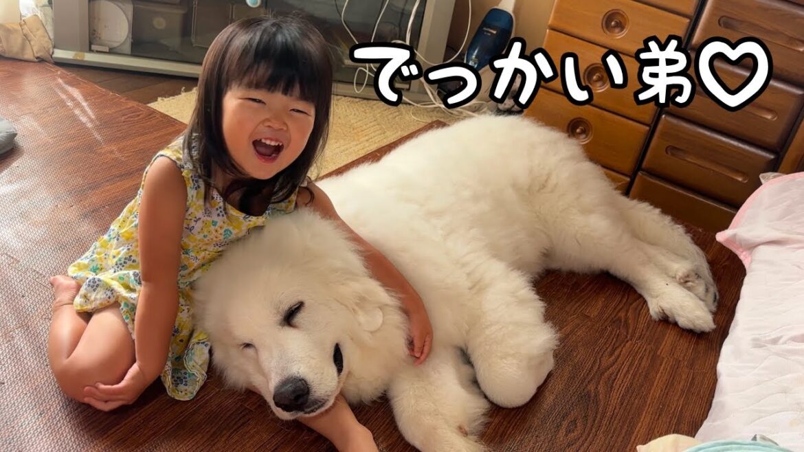 【凸凹姉弟】３０kgを超えたどデカい子犬、やっぱり３歳児のお姉ちゃんには大きくなっても全身で甘えたいようです♡｜グレートピレニーズ&オールドイングリッシュシープドッグ&トイプードル