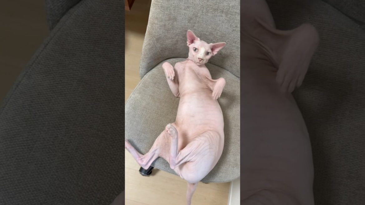 体が皮脂で汚れてきた毛のない猫【スフィンクス】