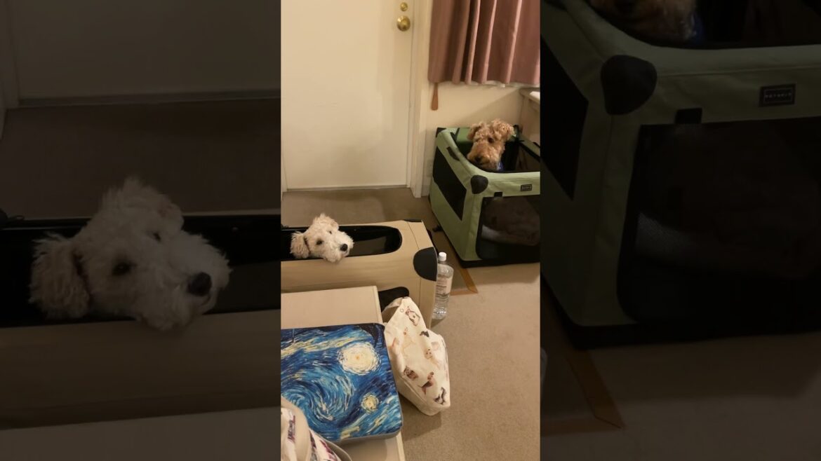 視線を感じるきなこ#ワイヤーフォックステリア #エアデールテリア