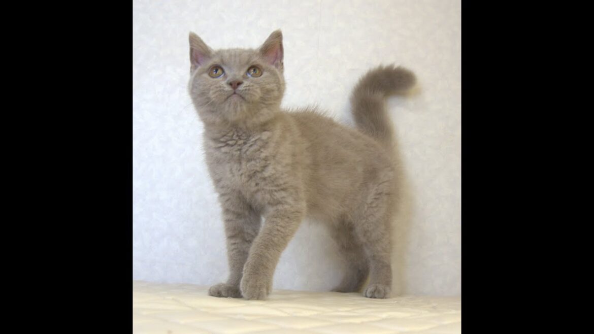ブリティッシュショートヘアー子猫　British Shorthair　2025.4.4産まれ　ライラックタビー　女の子　シーダキャット猫のお店