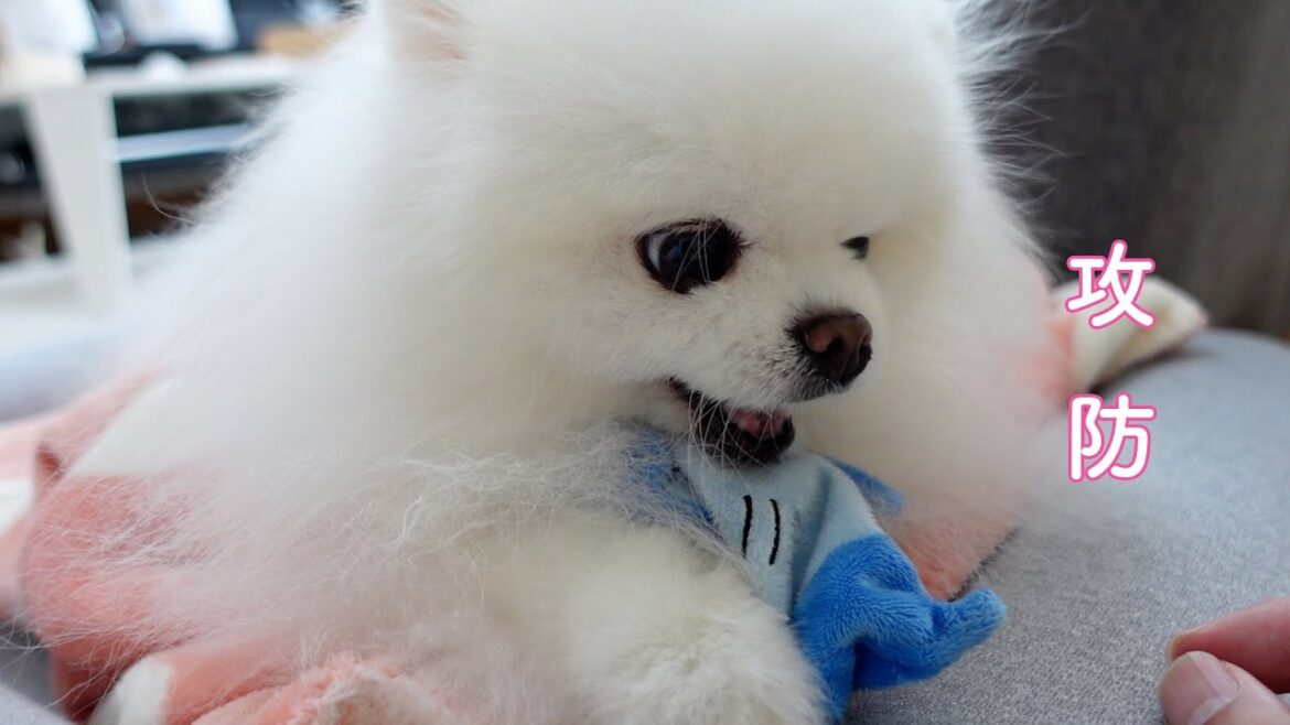 絶対に玩具を取られたくないポメラニアンと喧嘩になりました