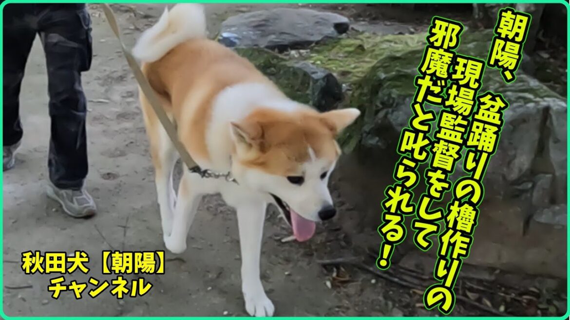 秋田犬【朝陽】チャンネル【朝陽、盆踊りの櫓作りの現場監督をして邪魔だと叱られる！】
