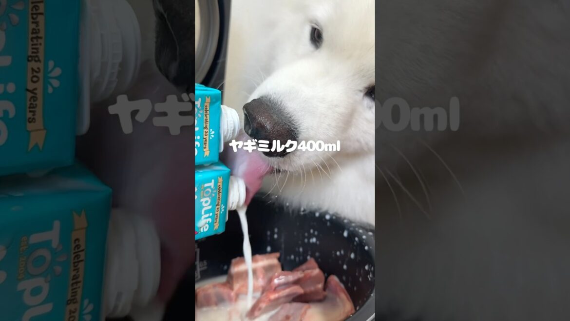 ヤギづくしごはんつくってる間にブロックブラストで遊びました！#ブロックブラスト #ブロックブラスト道場破り #blockblast #hungrystudio