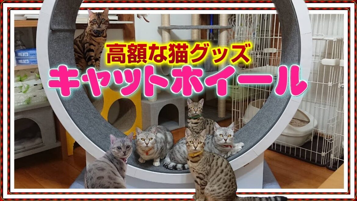 【高額な猫グッズ】キャットホイールの購入を考えてる方の参考になるかなぁ？ベンガル/オシキャット/チートー【Cat lifeスローライフ 田舎暮らしvol.13】