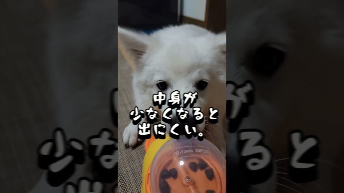 僕は無駄な努力はしない主義。#日本スピッツ #こむぎ #可愛い #犬のいる暮らし #知育 #ごはん #犬 #shorts #shortvideo