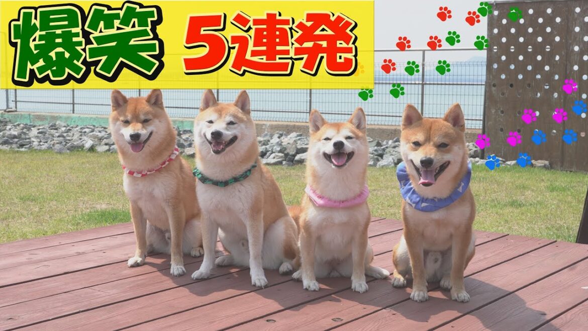 【爆笑５連発】柴犬達の予測不可能な行動に笑いが止まりません