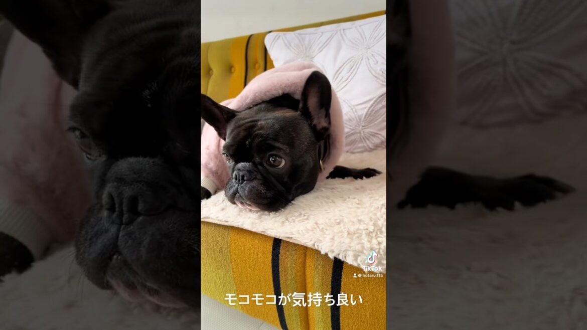 モコモコが気持ち良いほたる。#フレンチブルドッグ #frenchbulldog