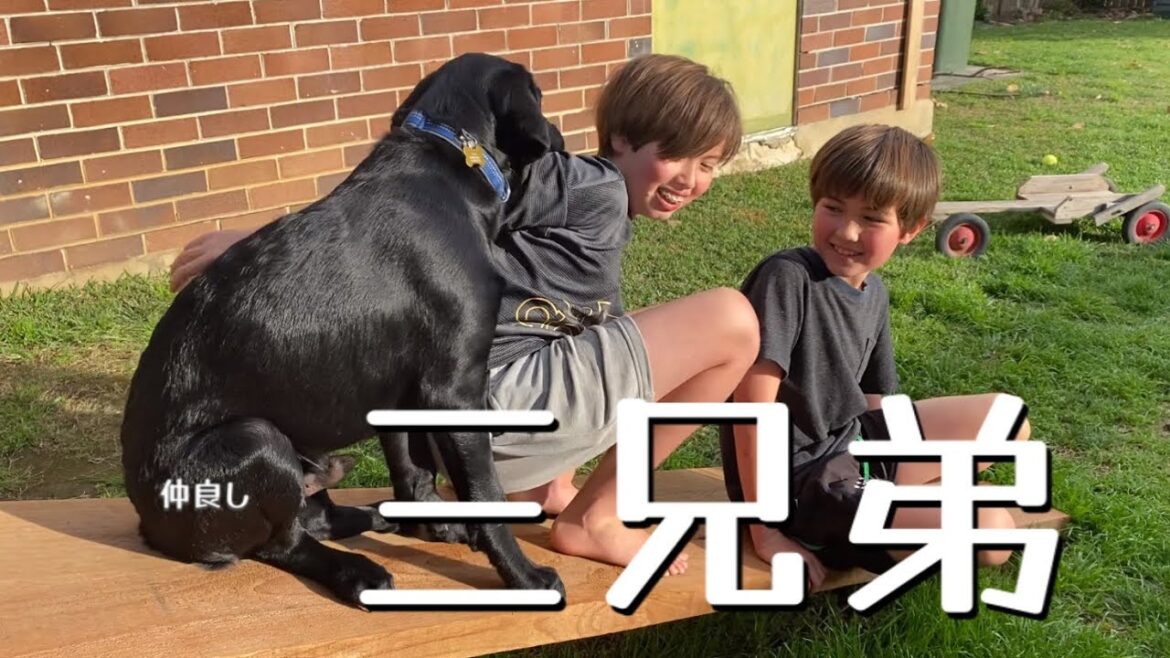 スロープを滑ろうとするお馬鹿な三兄弟 ラブラドールレトリバー子犬 黒ラブ スロープを滑ろうとするお馬鹿な三兄弟 ラブラドールレトリバー子犬 黒ラブ