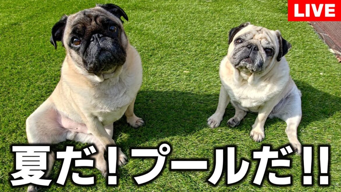 【パグの日】Amazonで買った3,000円のプールで水泳に挑戦します！！！