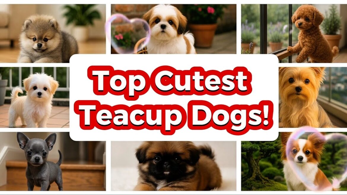 Top 10 Cutest Teacup Dog Breeds That Will Melt Your Heart!