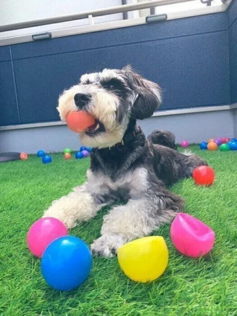 「飼い主さんの靴下を脱がそうとする」ミニシュナ 行動の理由を 獣医師に聞いた!(いぬのきもち WEB MAGAZINE)|dメニューニュース(NTTドコモ) 「飼い主さんの靴下を脱がそうとする」ミニシュナ 行動の理由を 獣医師に聞いた!