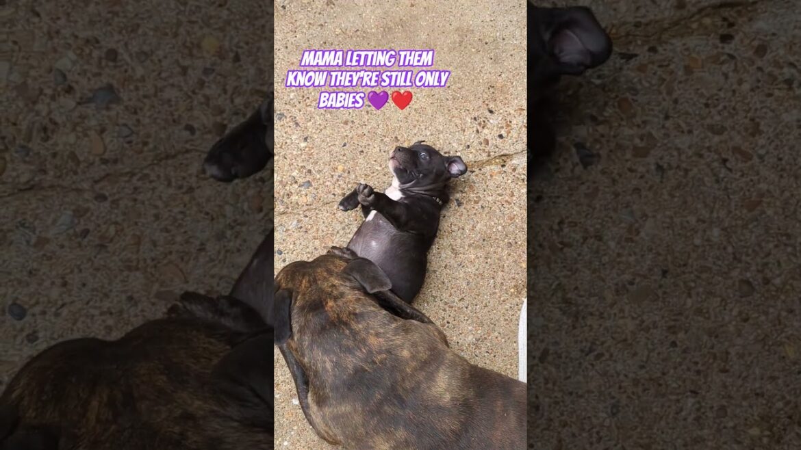 Mama's bubby #music #family #puppy #dog #cutie #love #pups #staffordshirebullterrier #cute #mama