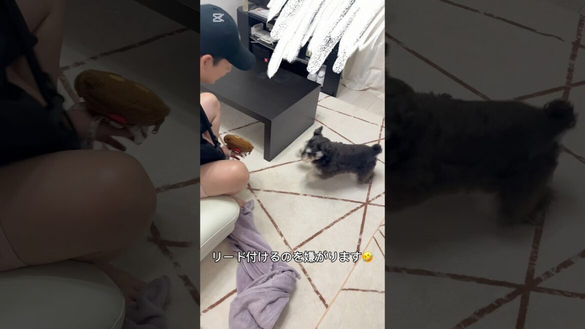 #ミニチュアシュナウザー #シュナウザー #犬のいる生活 #癒し #お散歩 #遊び