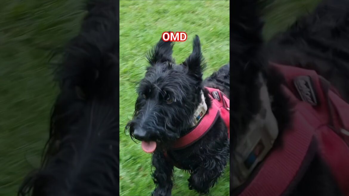 Adorable ๐ Adorable ๐