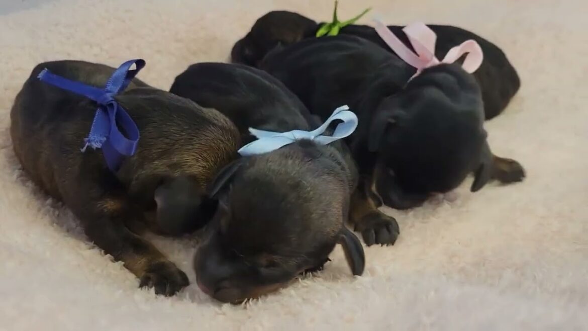 ミニチュア・ダックスフンド（ワイヤーヘアー）のブッダちゃんの仔です☆彡