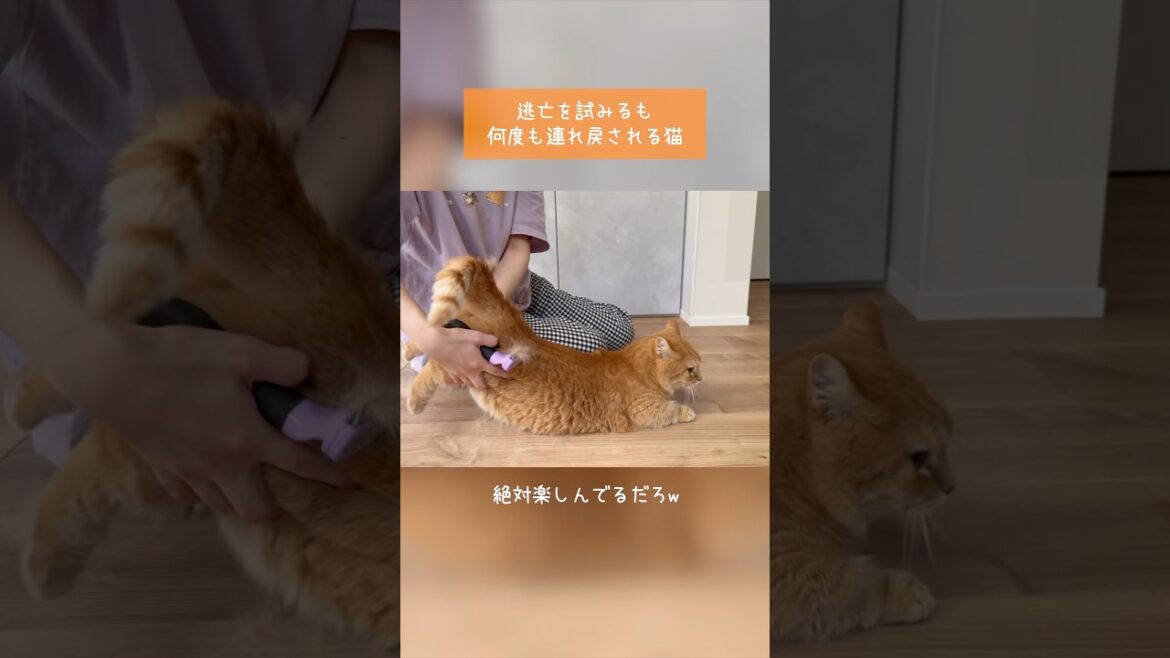 逃亡を試みるも何度も連れ戻される猫