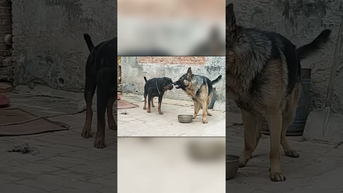 恐れ知らず：ロットワイラーが他の犬のボウルから食べる