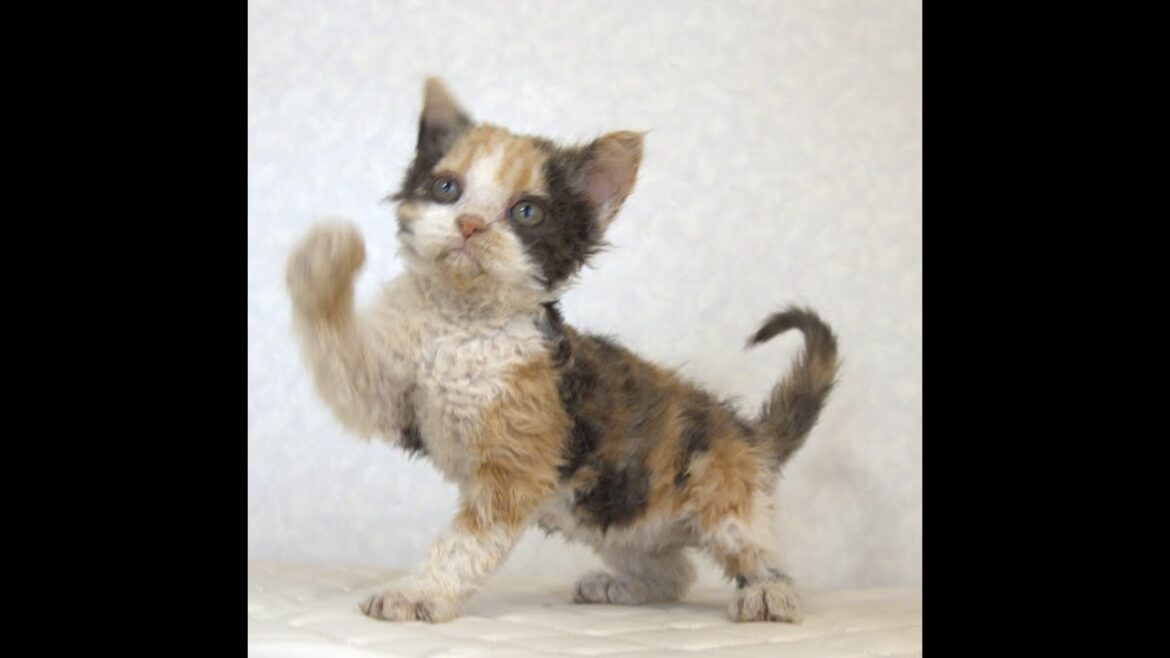 セルカークレックス子猫 Selkirk Rex 2025.5.28産まれ キャリコ 三毛猫 巻き毛 女の子 シーダキャット猫のお店 セルカークレックス子猫 Selkirk Rex 2025.5.28産まれ キャリコ 三毛猫 巻き毛 女の子 シーダキャット猫のお店