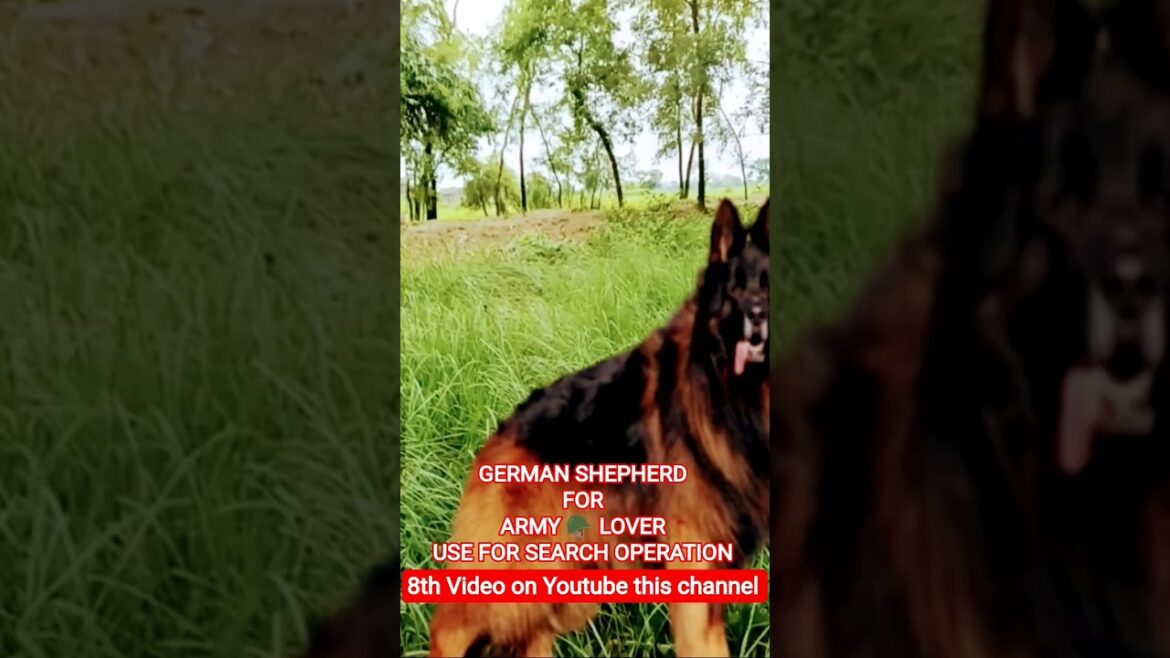 #DER SE BANUNGA LEKIN BEHATRIN BANUNGA #GERMAN SHEPHERD VS PITBULL REAL #puppylove #dog #dogshorts