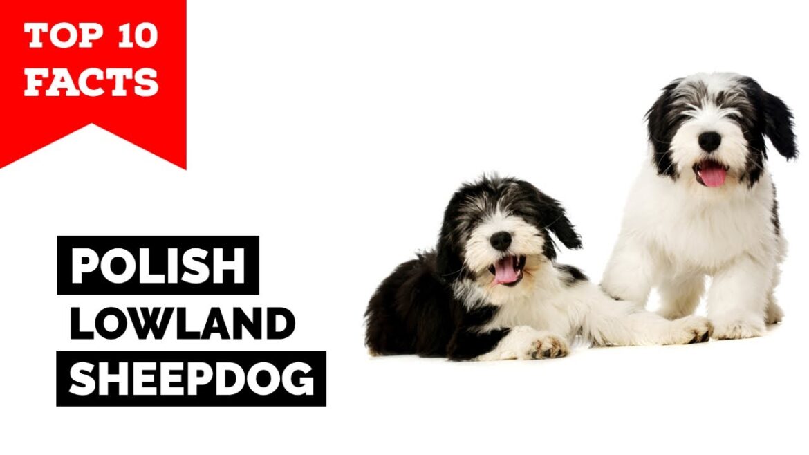 ポリッシュ・ローランド・シープドッグ – トップ10の事実 ポリッシュ・ローランド・シープドッグ - トップ10の事実