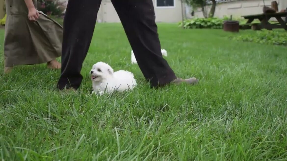 Bichon Frise Puppies For Sale