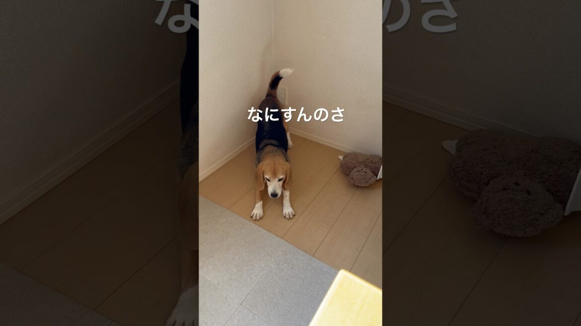 パパさんVSビーグルさん#ビーグル#beagle#掃除