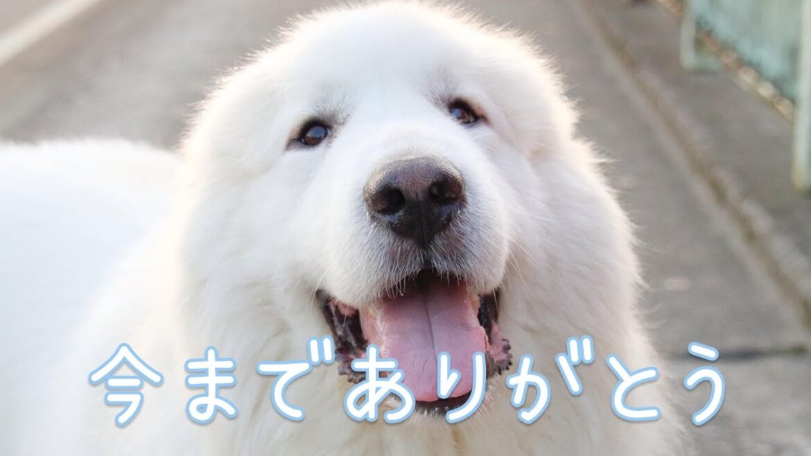 【お知らせ】今までありがとう 【お知らせ】今までありがとう