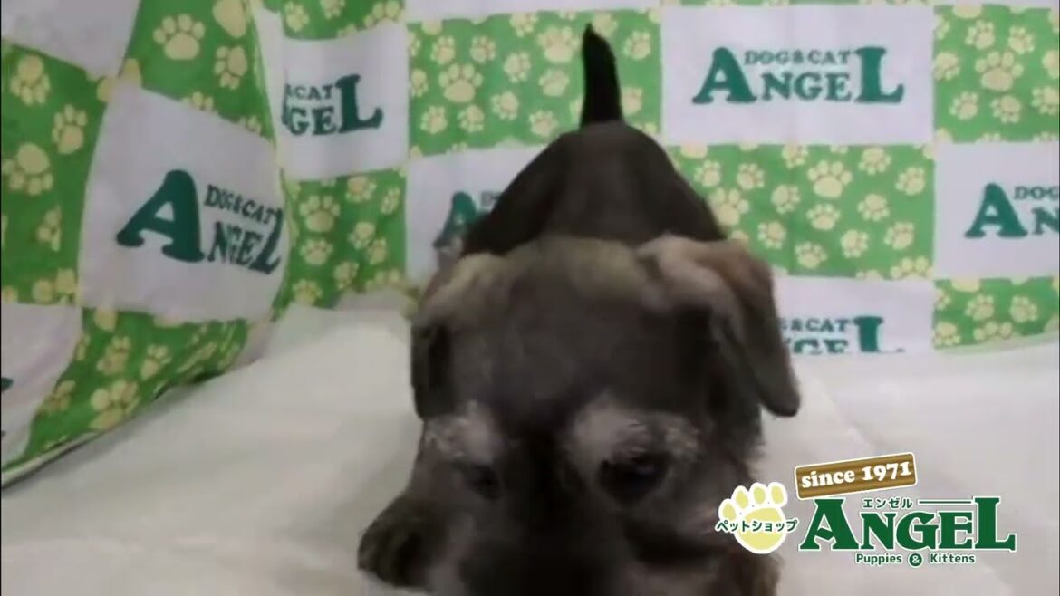 ミニチュアシュナウザー 2508025 【ペットショップエンゼル 子犬・子猫販売】 ミニチュアシュナウザー 2508025 【ペットショップエンゼル 子犬・子猫販売】