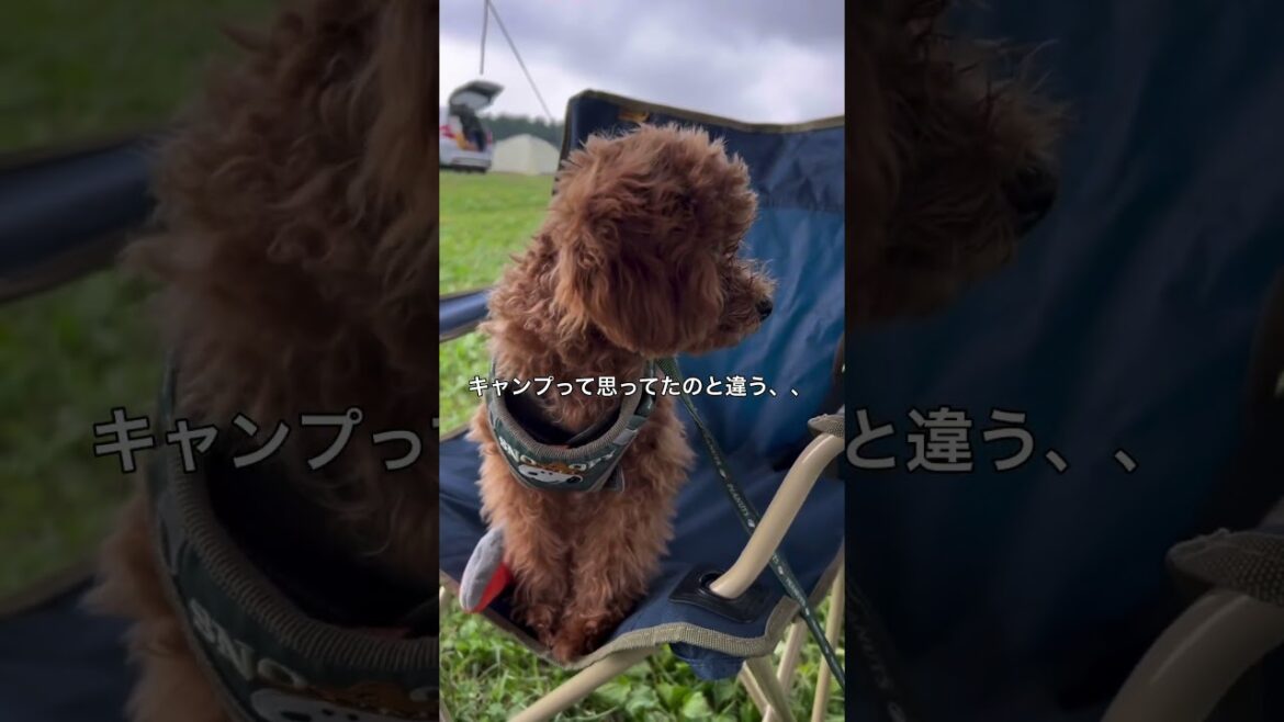 警戒モードMAXな赤ちゃんイヌ#トイプードル #トイプー #toypoodle #dog #パピー #リッキー  #リッキーライフ#キャンプデビュー#ふもとっぱらキャンプ場 #キャンプ