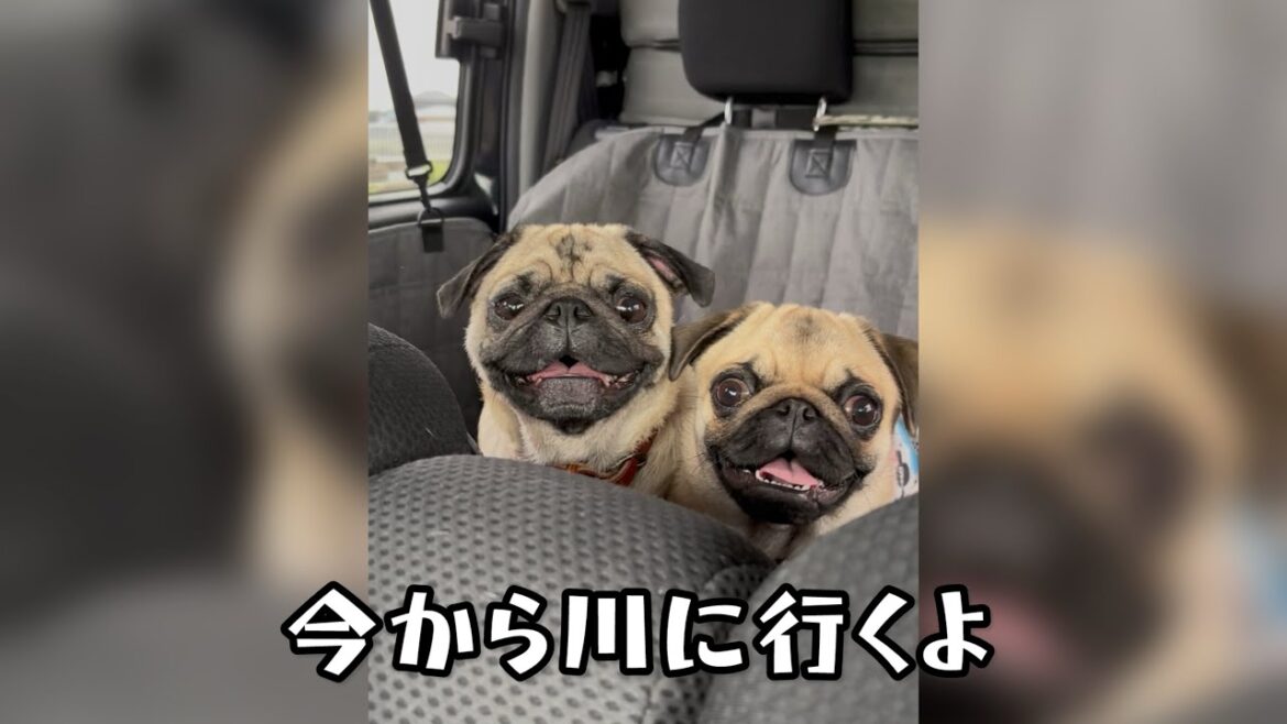 妹パグに何でも譲る優しい兄パグの登場が可愛かった❤️【パグ兄妹ナッツときのこ】 妹パグに何でも譲る優しい兄パグの登場が可愛かった❤️【パグ兄妹ナッツときのこ】