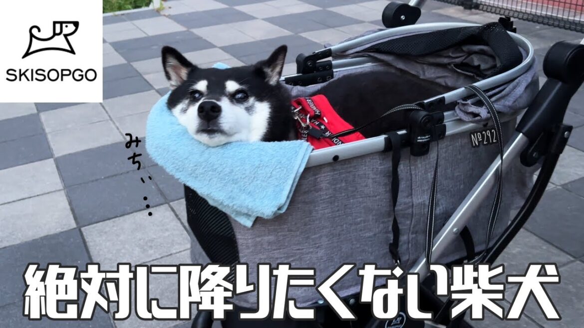 【SKISOPGO】　初めてのペットカートが快適過ぎて、降りようとしない柴犬が面白過ぎた（№292）