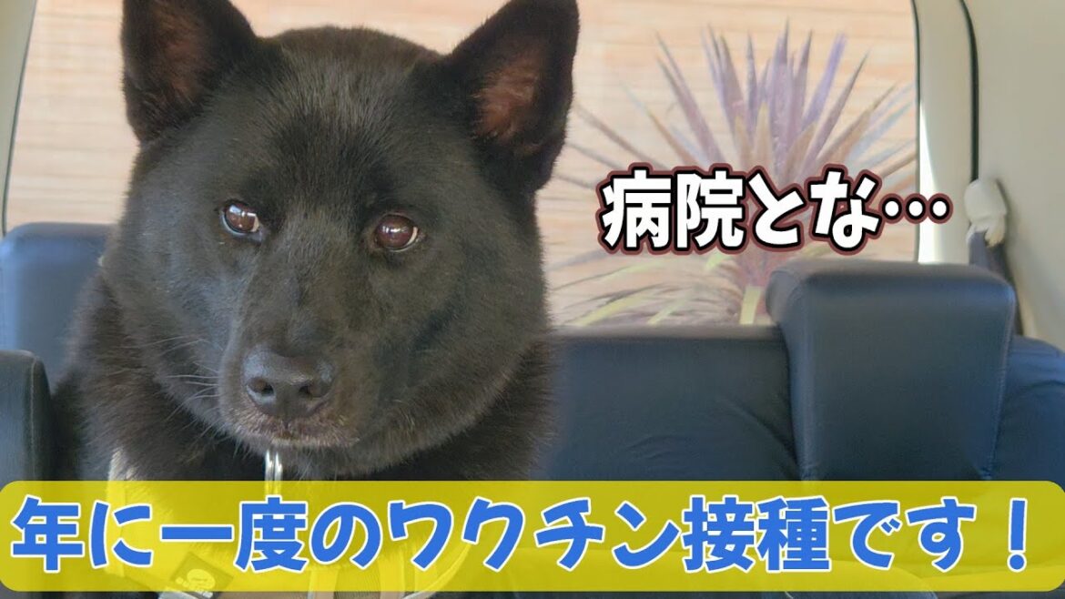 【甲斐犬】1年に一回のワクチン接種に行って来たよ！※病院シーン無し。