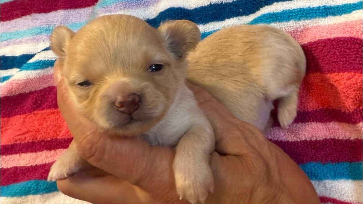 生後2週間のロングコートのメスのチワワの子犬