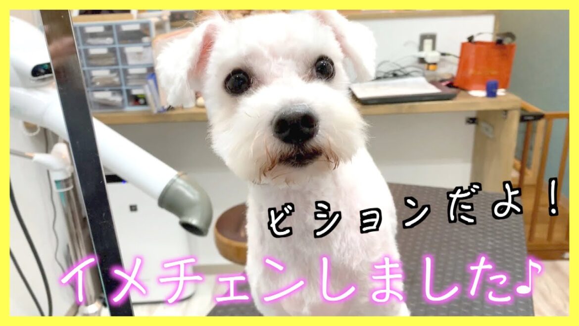 【トリミング】ビション・フリーゼ「たろうくん」ご来店♪
