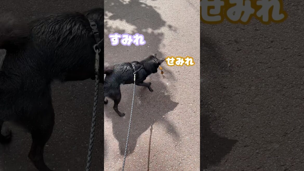せみバクダン VS すみクンクン　#すみぞ #スキッパーキ #チワワ #ミックス犬