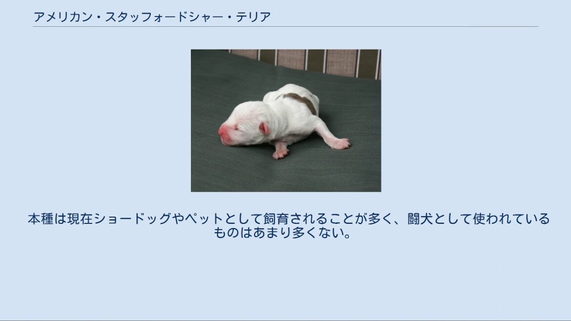 アメリカン・スタッフォードシャー・テリア アメリカン・スタッフォードシャー・テリア