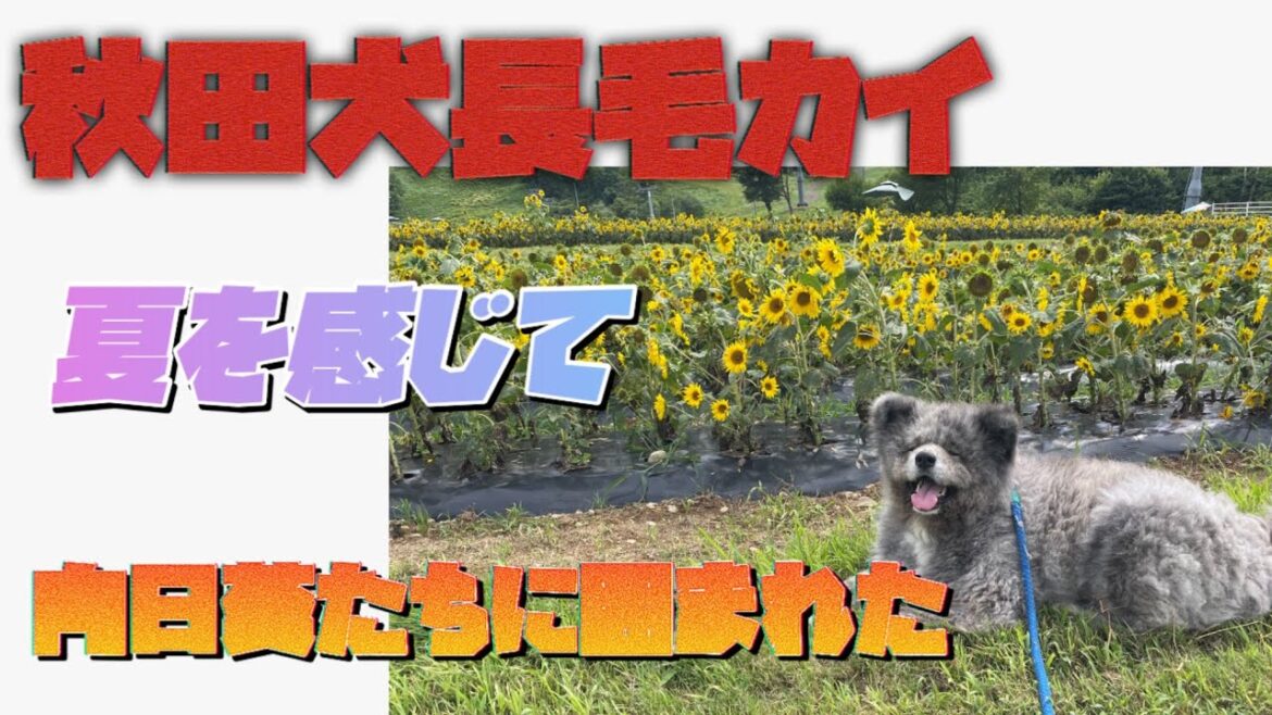 秋田犬長毛カイは夏を感じる向日葵に会いに行く