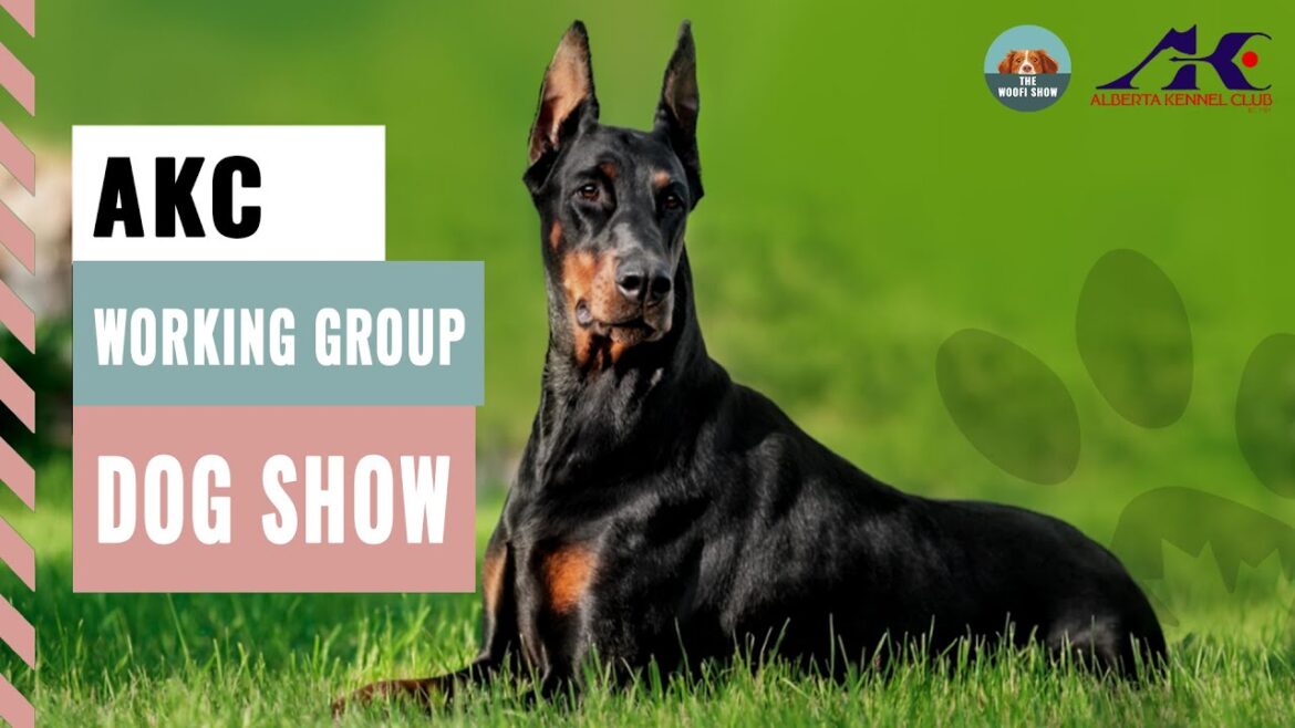AKCワーキンググループ・ドッグショー2025 | 全犬種ラインナップと優勝者発表 AKCワーキンググループ・ドッグショー2025 | 全犬種ラインナップと優勝者発表