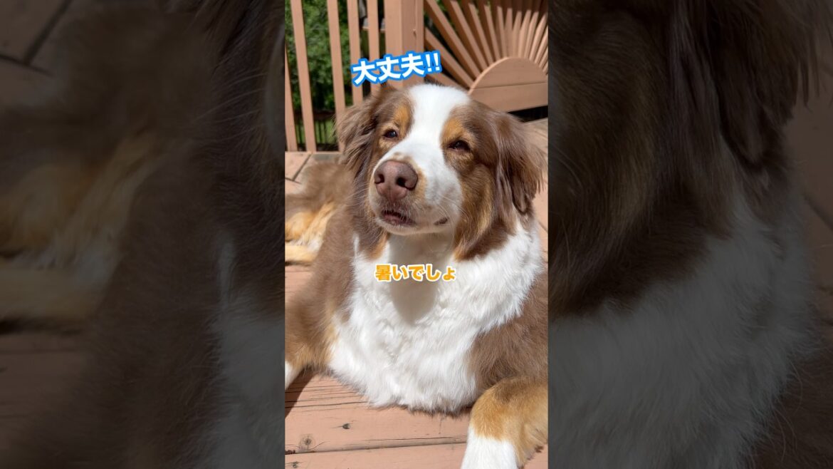 母を無視して灼熱のデッキでくつろぐ大型犬#オーストラリアンシェパード#かわいい犬  #癒し 母を無視して灼熱のデッキでくつろぐ大型犬#オーストラリアンシェパード#かわいい犬  #癒し