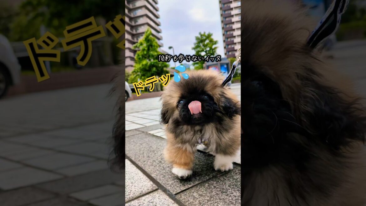 本日も歩けないペニペニでした。 #ペキニーズ #pets #mypet #犬のいる暮らし #癒し #funny #puppy #animals #shihtzu