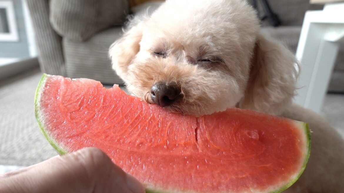 世界1スイカを美味しそうに食べるトイプードル