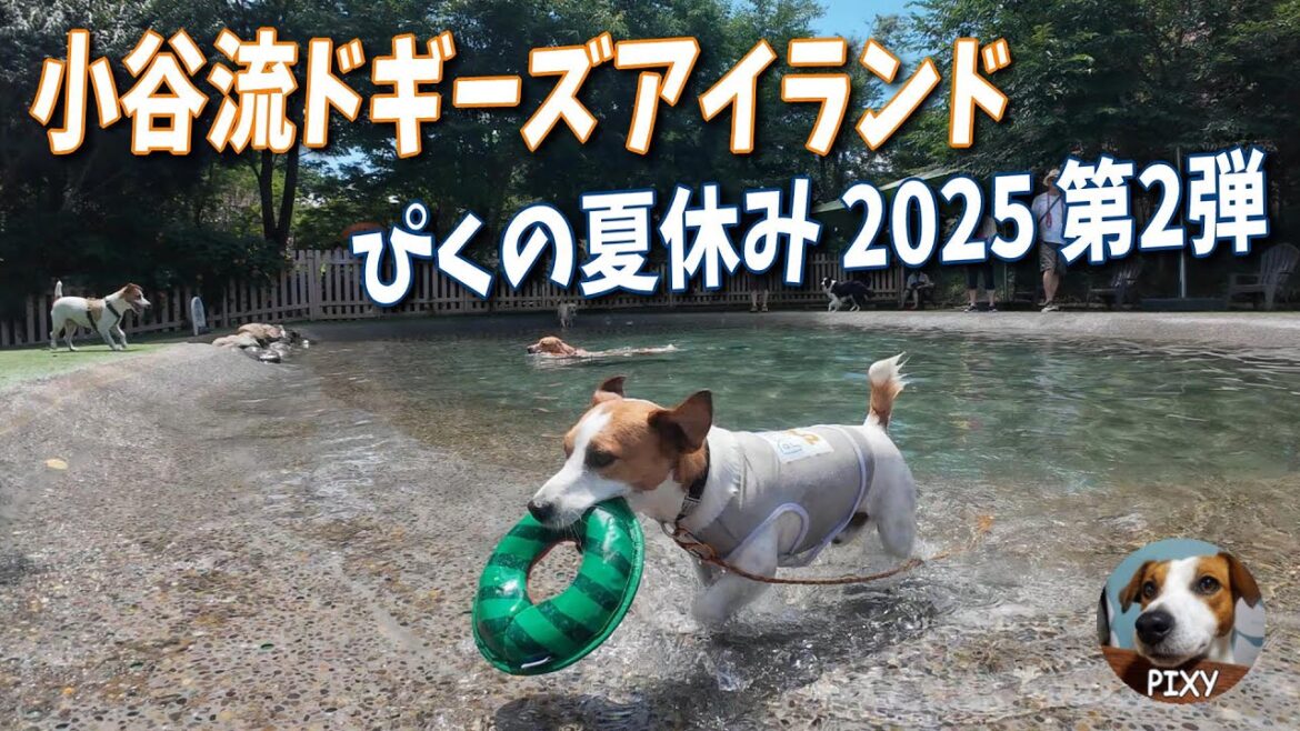 【小谷流ドギーズアイランド】ぴくの夏休み第二弾 ジャック三匹でワチャワチャ🐶#小谷流ドギーズアイランド#ジャックラッセルテリア#夏休み