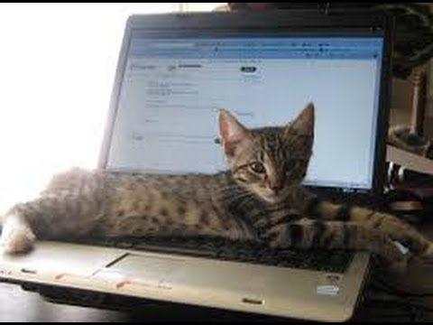 【猫 種類】エジプシャンマウ可愛い画像集 Egyptian Mau 【猫 種類】エジプシャンマウ可愛い画像集 Egyptian Mau