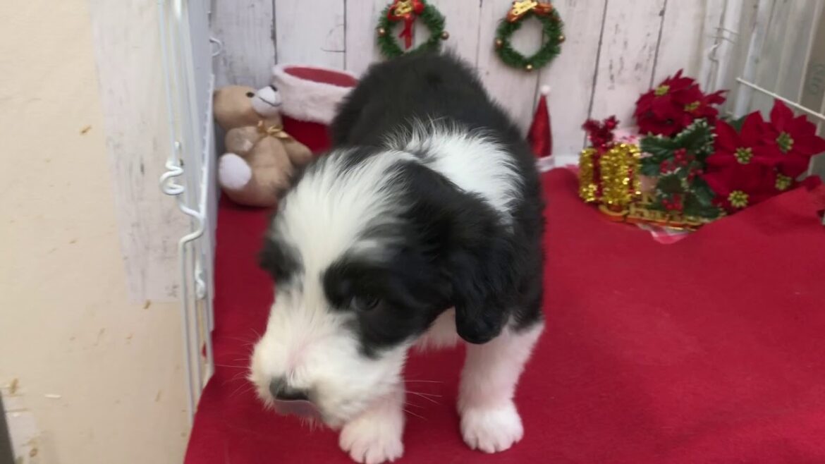 ペットショップ犬の家倉敷店　ビアデッド・コリー　108651