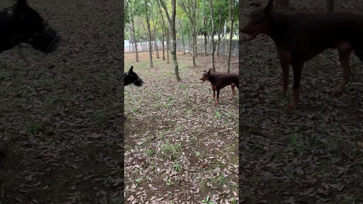 ドーベルマン  VS グレートデン&アイリッシュウルフハウンド😱 doberman / greatdane / irishwolfhound ドーベルマン  VS グレートデン&アイリッシュウルフハウンド😱 doberman / greatdane / irishwolfhound