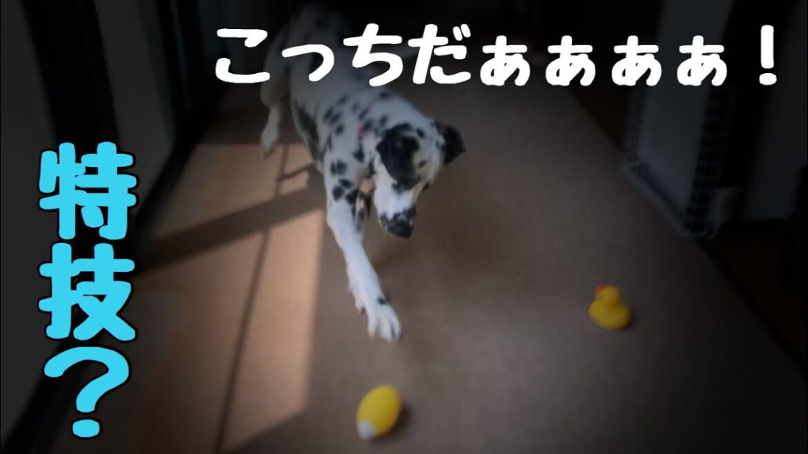 【短編】真逆の特技をもつダルメシアン！STAYHOME