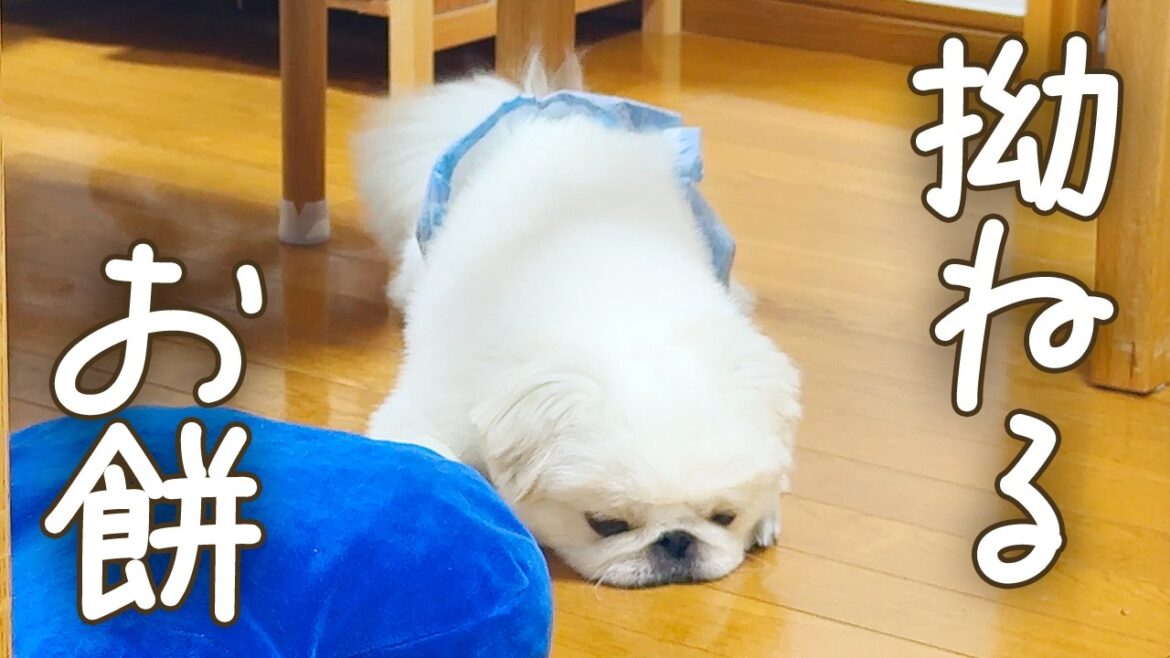 拗ねるペキパグ。遊んだら予想外の展開になった。【ペキニーズとパグ/ミックス犬/pekingese pug】